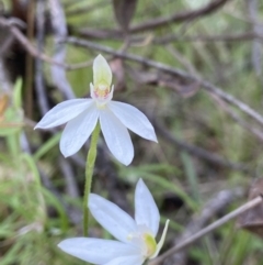 Caladenia carnea (Pink fingers) at Molonglo Valley, ACT - 9 Oct 2021 by AJB