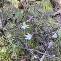 Caladenia carnea at Molonglo Valley, ACT - 10 Oct 2021