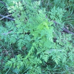 Conium maculatum (Hemlock) at Paddys River, ACT - 9 Oct 2021 by NedJohnston