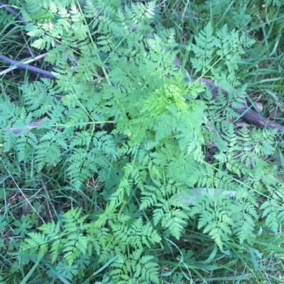 Conium maculatum (Hemlock) at Tidbinbilla Nature Reserve - 9 Oct 2021 by Ned_Johnston