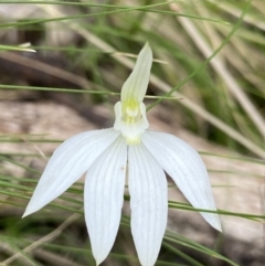 Caladenia carnea (Pink Fingers) at Denman Prospect, ACT - 10 Oct 2021 by AJB