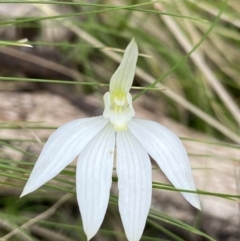Caladenia carnea (Pink fingers) at Denman Prospect, ACT - 10 Oct 2021 by AJB