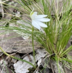 Caladenia carnea at Denman Prospect, ACT - 10 Oct 2021