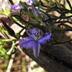 Thysanotus patersonii (Twining Fringe Lily) at Namadgi National Park - 9 Oct 2021 by JohnBundock