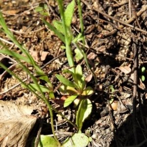 Thysanotus patersonii at Tennent, ACT - 9 Oct 2021