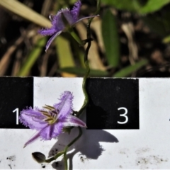 Thysanotus patersonii at Tennent, ACT - 9 Oct 2021