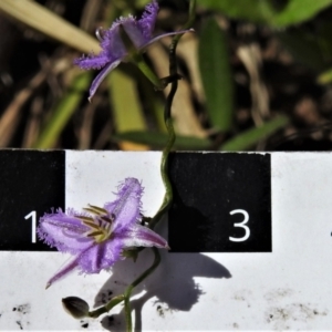 Thysanotus patersonii at Tennent, ACT - 9 Oct 2021 11:57 AM