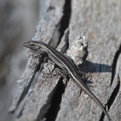 Pseudemoia spenceri (Spencer's Skink) at Namadgi National Park - 9 Oct 2021 by TimotheeBonnet