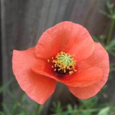 Papaver dubium (Longhead Poppy) at O'Connor, ACT - 10 Oct 2021 by NedJohnston
