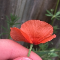 Papaver dubium at O'Connor, ACT - 10 Oct 2021 04:54 PM