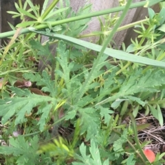 Papaver dubium at O'Connor, ACT - 10 Oct 2021 04:54 PM