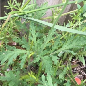 Papaver dubium at O'Connor, ACT - 10 Oct 2021 04:54 PM