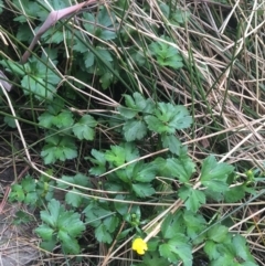 Ranunculus repens (Creeping Buttercup) at O'Connor, ACT - 10 Oct 2021 by Ned_Johnston