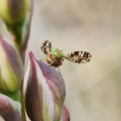 Tephritidae sp. (family) (Unidentified Fruit or Seed fly) at Block 402 - 10 Oct 2021 by RobG1