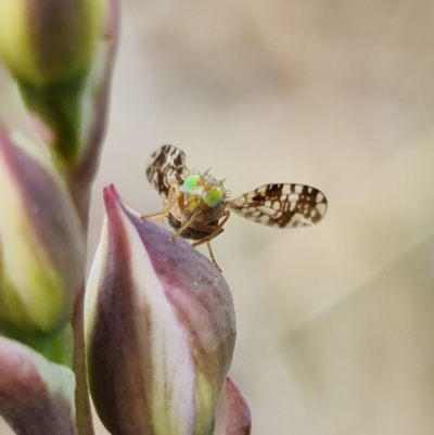 Tephritidae sp. (family) (Unidentified Fruit or Seed fly) at Stromlo, ACT - 10 Oct 2021 by RobG1