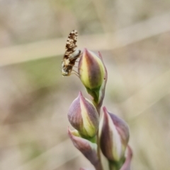 Tephritidae sp. (family) at Stromlo, ACT - suppressed