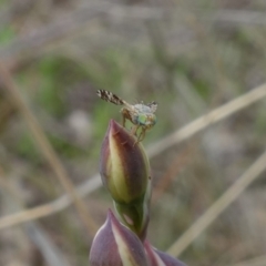 Tephritidae sp. (family) at Stromlo, ACT - suppressed