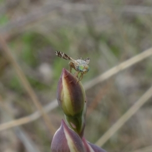 Tephritidae sp. (family) at Stromlo, ACT - suppressed