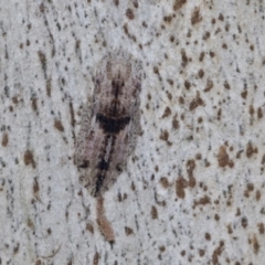 Stenocotis sp. (genus) (A Leafhopper) at Higgins, ACT - 4 Oct 2021 by AlisonMilton