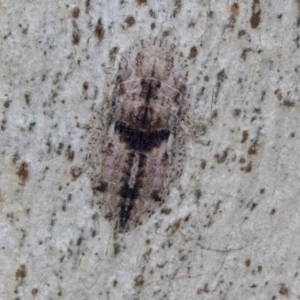Stenocotis sp. (genus) at Higgins, ACT - 4 Oct 2021