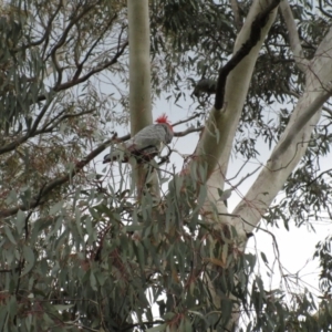 Callocephalon fimbriatum at Molonglo Valley, ACT - suppressed