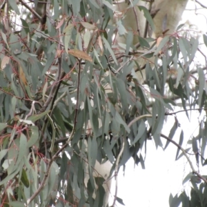 Callocephalon fimbriatum at Molonglo Valley, ACT - suppressed