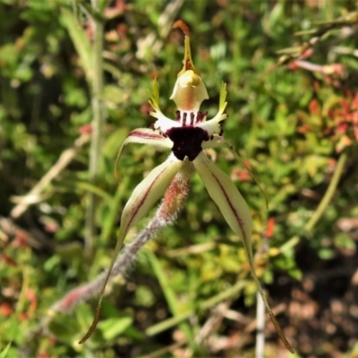 Caladenia parva (Brown-clubbed Spider Orchid) at Tennent, ACT - 9 Oct 2021 by JohnBundock