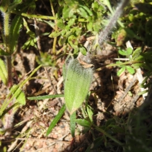 Caladenia parva at Tennent, ACT - suppressed