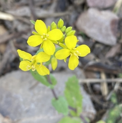 Myagrum perfoliatum at Jerrabomberra, NSW - 10 Oct 2021 by SteveBorkowskis