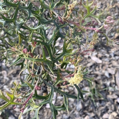 Grevillea ramosissima subsp. ramosissima (Fan Grevillea) at Mount Jerrabomberra QP - 9 Oct 2021 by Steve_Bok