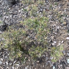Grevillea ramosissima subsp. ramosissima at Jerrabomberra, NSW - 10 Oct 2021