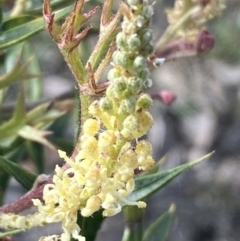 Grevillea ramosissima subsp. ramosissima at Jerrabomberra, NSW - 10 Oct 2021 09:03 AM