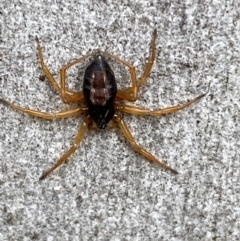 Euryopis umbilicata (Striped tick spider) at Jerrabomberra, NSW - 10 Oct 2021 by SteveBorkowskis