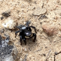 Salticidae sp. 'Golden palps' (Unidentified jumping spider) at Jerrabomberra, NSW - 10 Oct 2021 by SteveBorkowskis