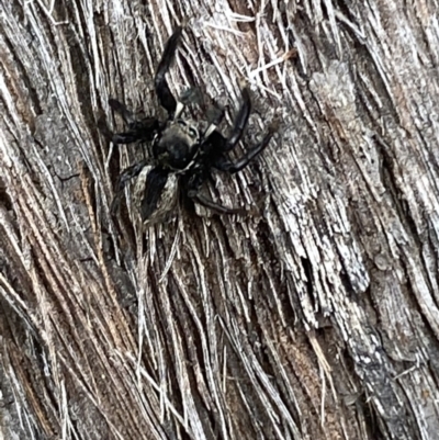 Jotus auripes (Jumping spider) at Mount Jerrabomberra QP - 10 Oct 2021 by Steve_Bok