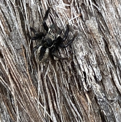 Jotus auripes (Jumping spider) at Jerrabomberra, NSW - 10 Oct 2021 by SteveBorkowskis