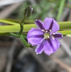 Thysanotus patersonii (Twining Fringe Lily) at Mount Jerrabomberra - 9 Oct 2021 by Steve_Bok