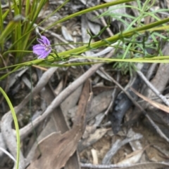 Thysanotus patersonii at Jerrabomberra, NSW - 10 Oct 2021