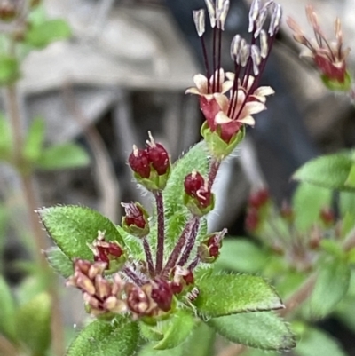 Pomax umbellata (A Pomax) at Mount Jerrabomberra - 9 Oct 2021 by Steve_Bok