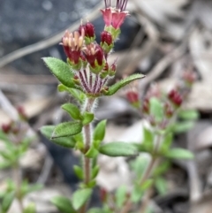 Pomax umbellata at Jerrabomberra, NSW - 10 Oct 2021