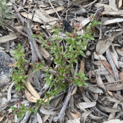 Pomax umbellata at Jerrabomberra, NSW - 10 Oct 2021 10:45 AM