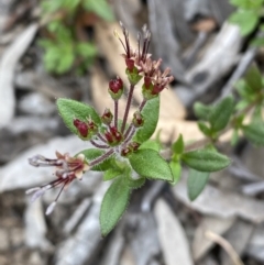 Pomax umbellata at Jerrabomberra, NSW - 10 Oct 2021 10:45 AM