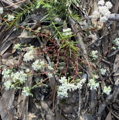 Poranthera microphylla (Small Poranthera) at Mount Jerrabomberra QP - 9 Oct 2021 by Steve_Bok