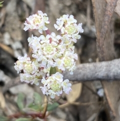 Poranthera microphylla at Jerrabomberra, NSW - 10 Oct 2021