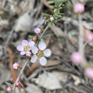 Gaudium multicaule at Jerrabomberra, NSW - 10 Oct 2021 09:10 AM