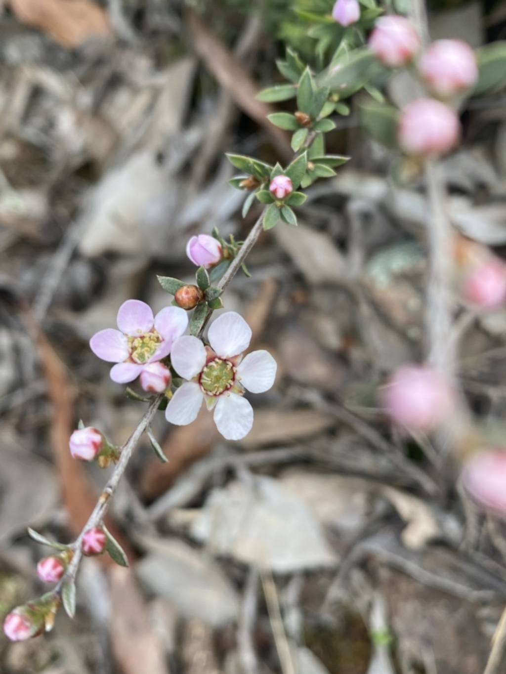 Leptospermum multicaule at Jerrabomberra, NSW - 10 Oct 2021