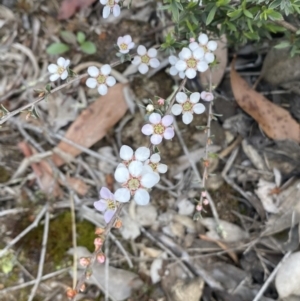 Gaudium multicaule at Jerrabomberra, NSW - 10 Oct 2021 09:10 AM