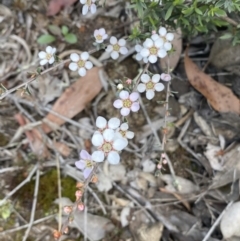 Leptospermum multicaule at Jerrabomberra, NSW - 10 Oct 2021