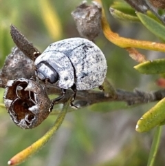 Trachymela sp. (genus) (Brown button beetle) at QPRC LGA - 10 Oct 2021 by Steve_Bok