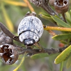 Trachymela sp. (genus) at Jerrabomberra, NSW - 10 Oct 2021